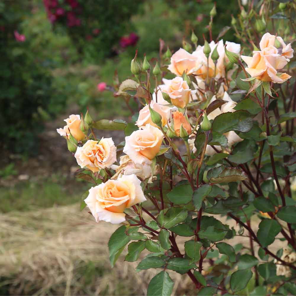 Heirloom Roses - Gentle Persuasion Hardy Rose Bush