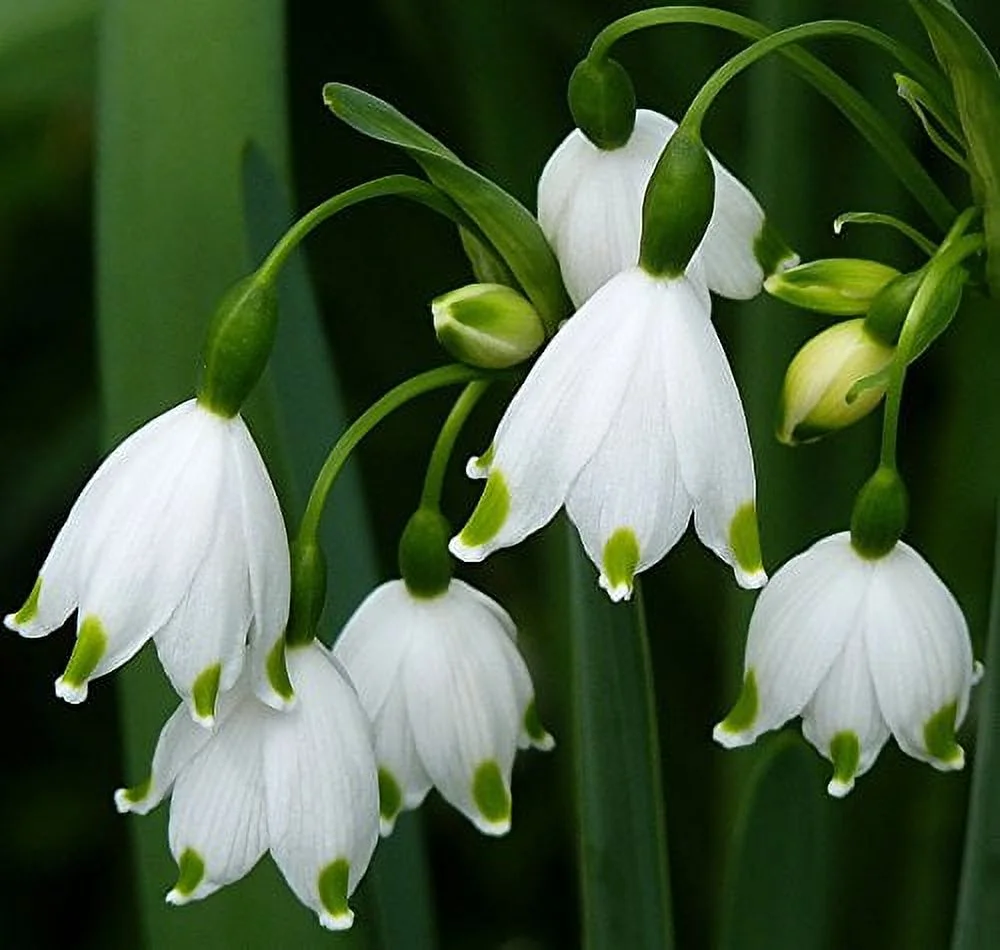 (5) Spectacular Fragrant Flowering Bulbs 