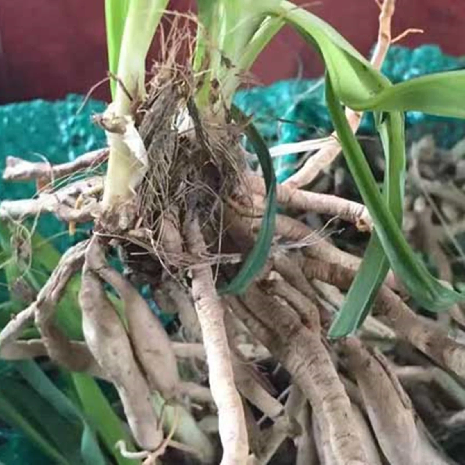 Daylily Bulbs Daylily Plants Daylily Bulbs For Sale Daylily Bulbs For Planting Perennial Outdoor Planting Simple Planting