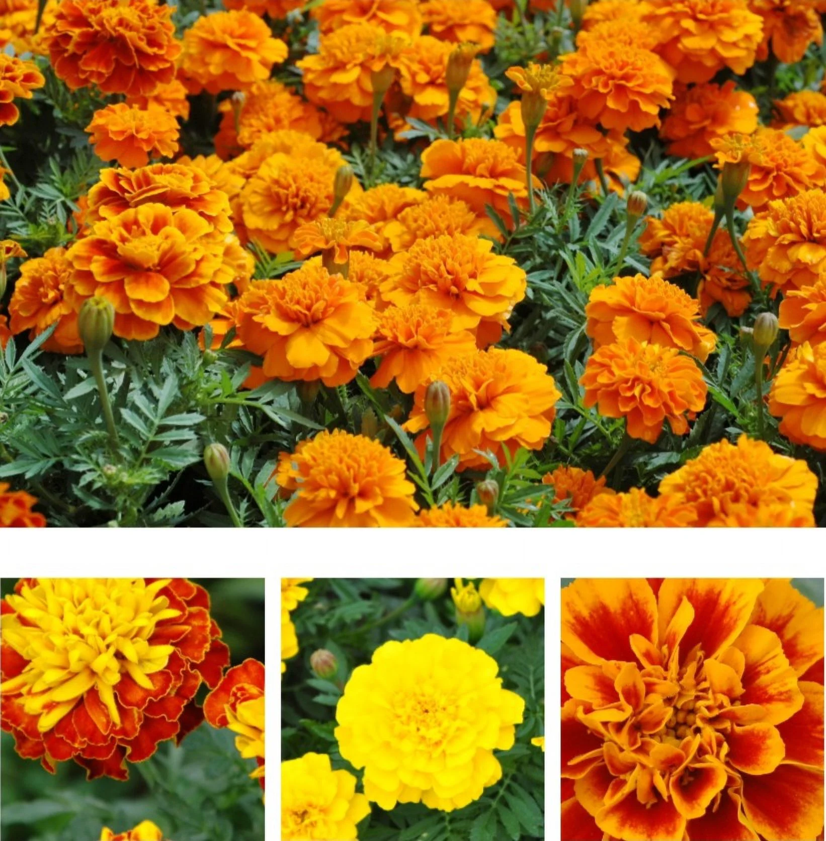 400 Seeds French Marigold Flower Seeds,  Mixed Colors-Rare Original Flower Seeds Marigold