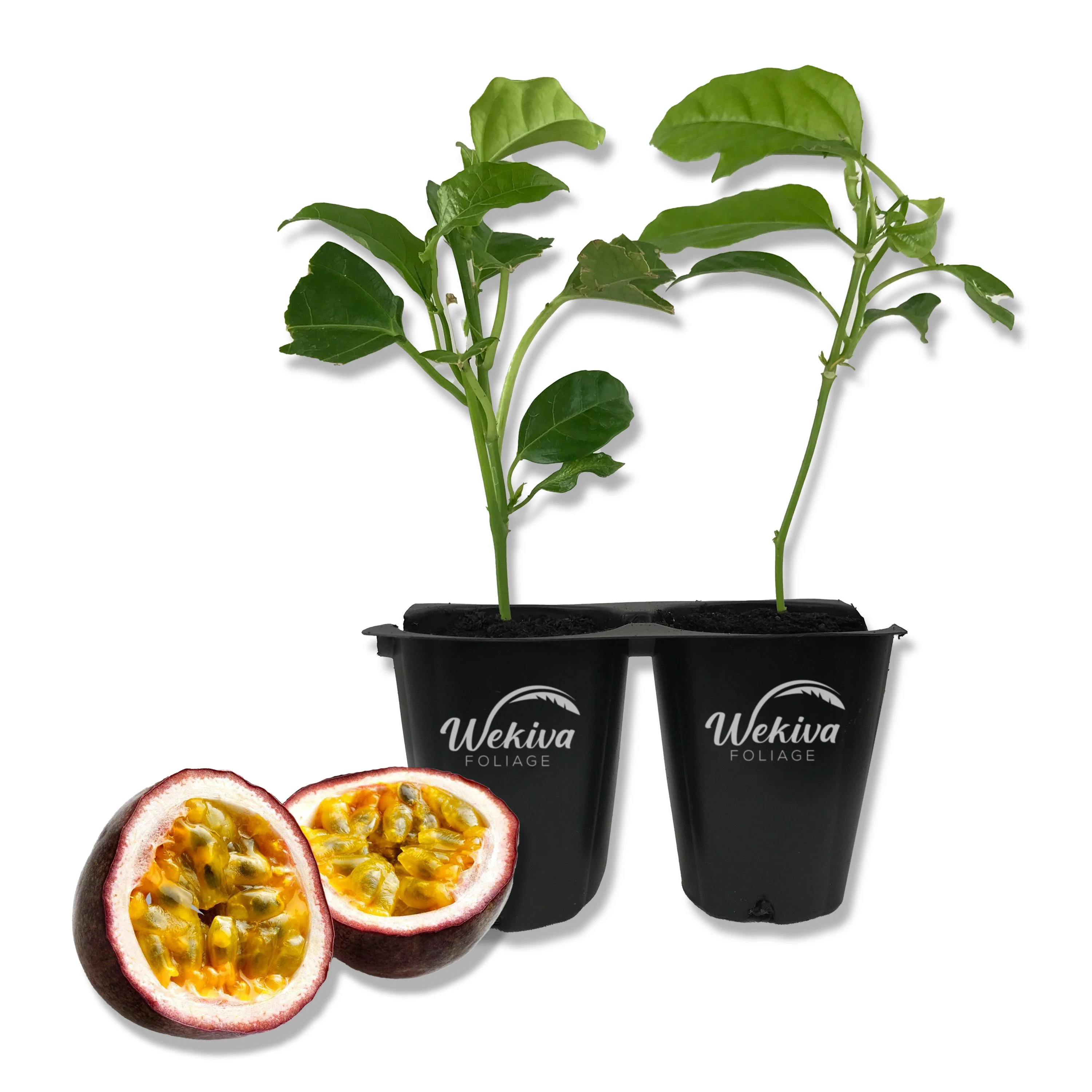 Purple Possum Passion Fruit Plant - 2 Live Tissue Culture Starter Plants - Edible Fruit Bearing Vine for The Patio and Garden