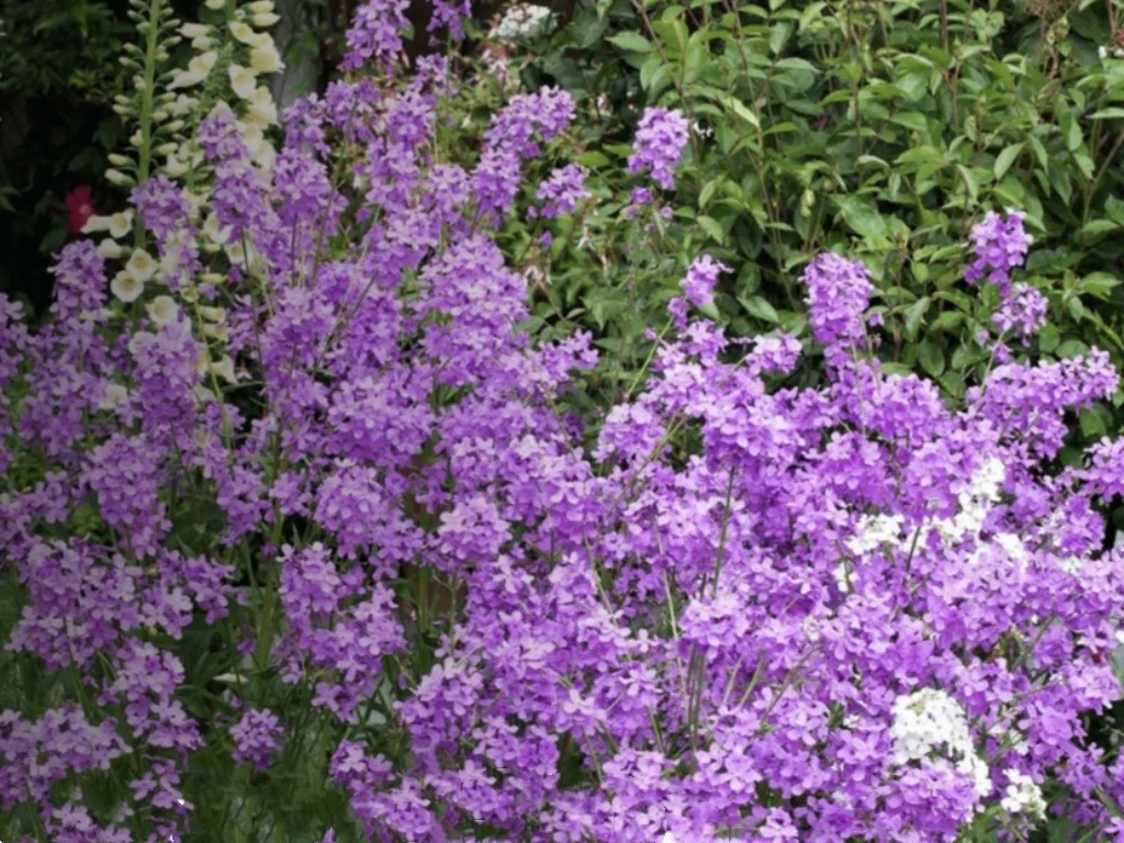 500 Seeds Dame's Rocket Seeds - Violet -Perennial - Free Shipping