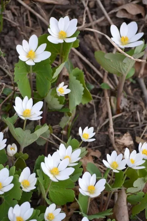 Perennial 10 Bloodroot wild flower seeds zone3-9