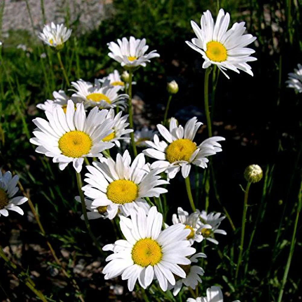 Leucanthemum vulgare | Ox-Eye Daisy | Marguerite | 500_Seeds