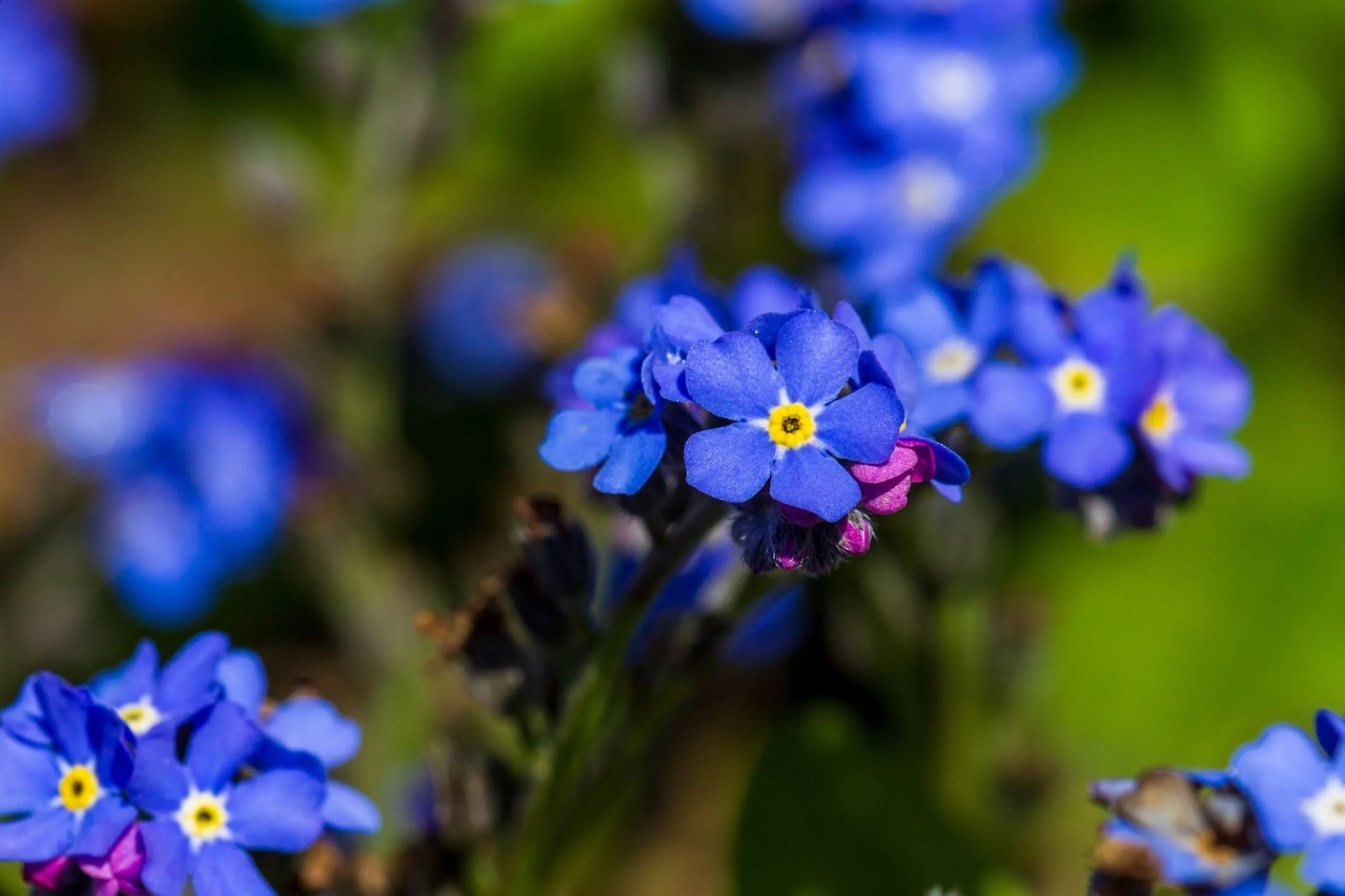 Forget-Me-Not Seeds/ Perennial/ Full Sun/400 Seeds 1/4 Gram/ Zellajake Farm and Garden - B254