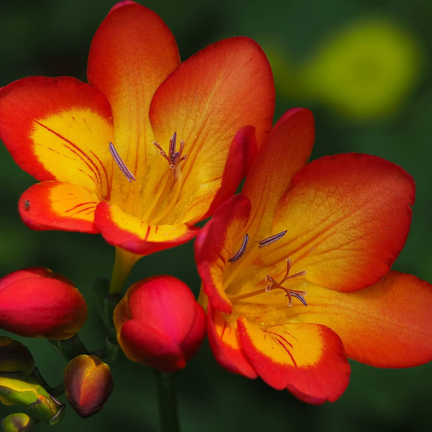 GeSHOP Freesia 'Single Bicolor' Plant Bulbs (15 Pack) - Red-Yellow Single Form Flowering Blooms in Spring Gardens