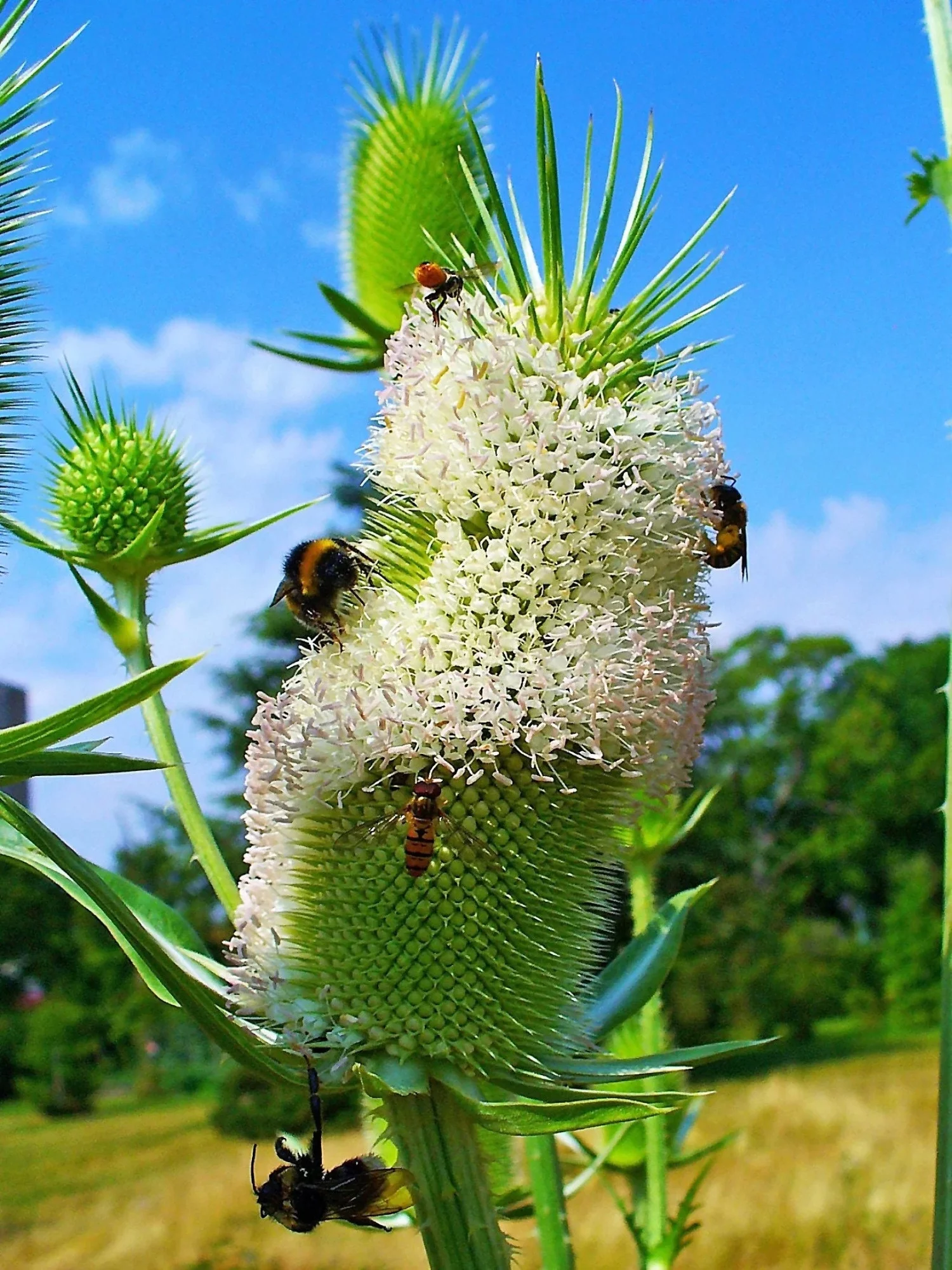 75 FULLERS TEASEL Indian Teasel Dipsacus Sativus White Flower Herb Seeds