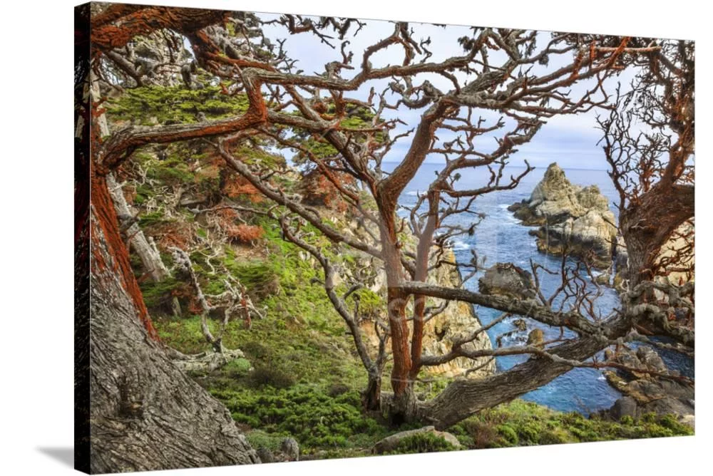 The Abstract And Twisted Lines Of Cypress Branches In Point Lobos State Reserve Near Monterey, CA, Stretched Canvas Wall Art by Jay Goodrich Sold by Art.Com