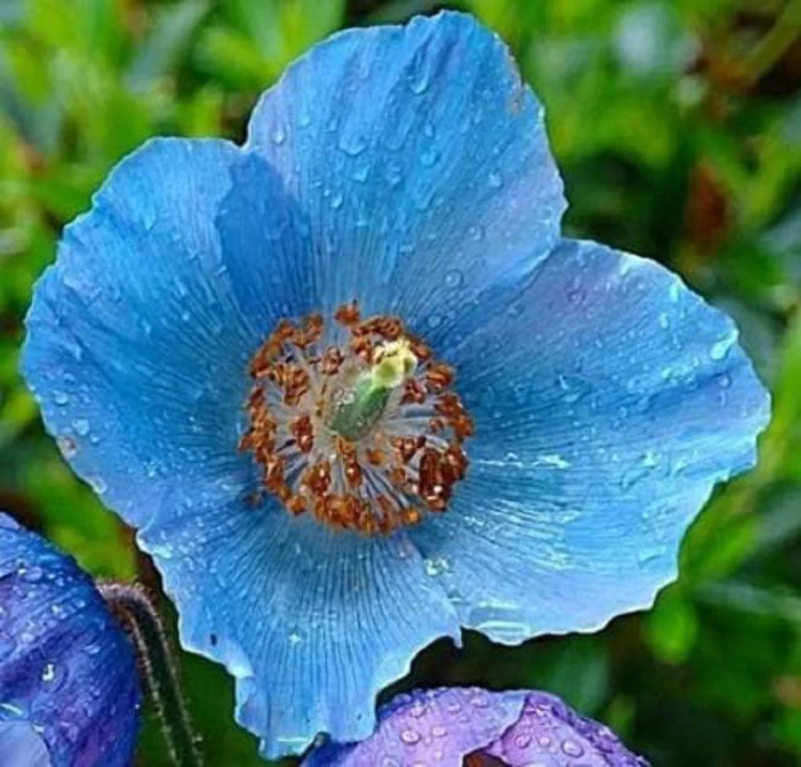 10 Seeds MIXED HIMALAYAN POPPY Blue Red Violet Meconopsis Napaulensis Mix Flower Seeds