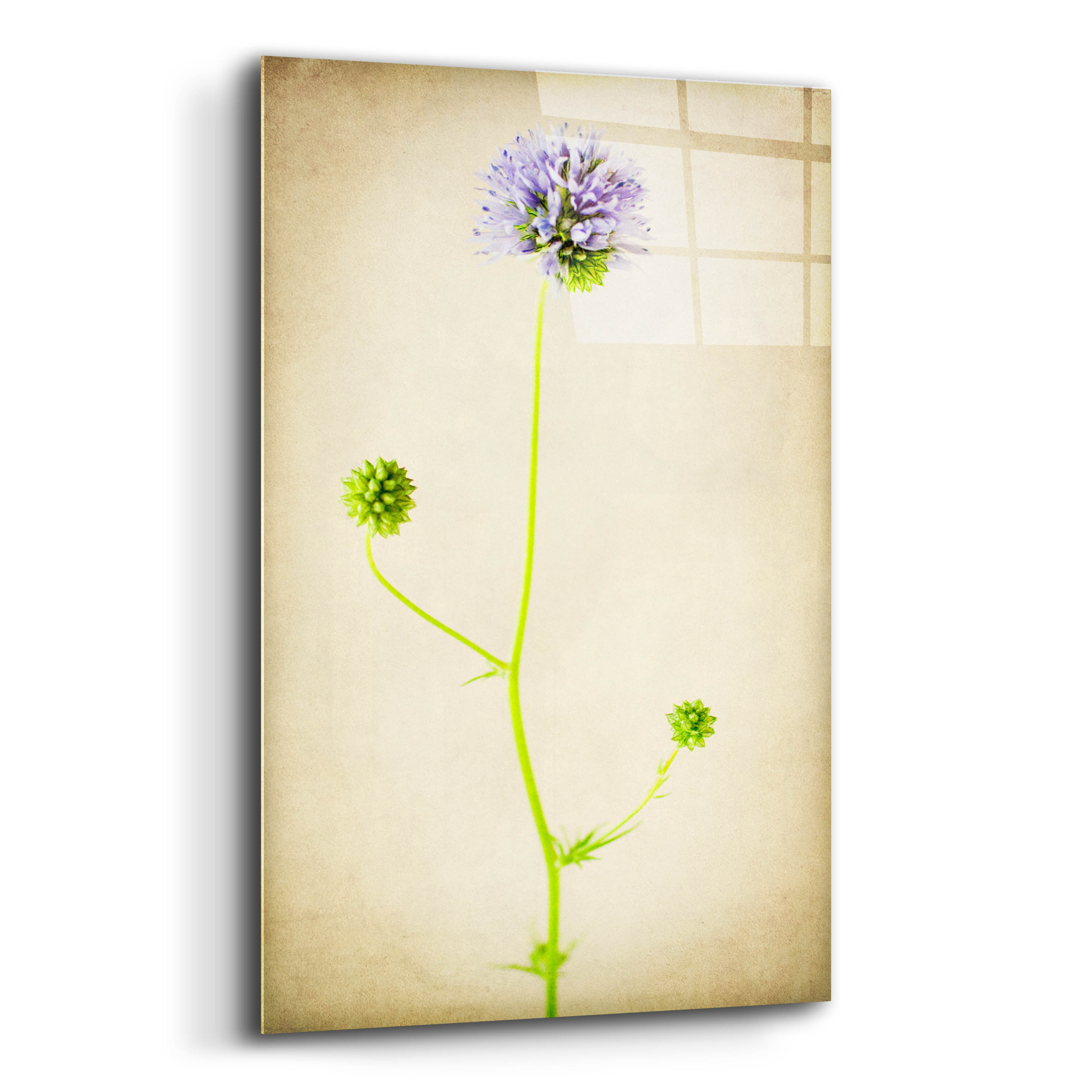 Epic Art 'Globe Gilia' by Jessica Rogers, Acrylic Glass Wall Art, 12