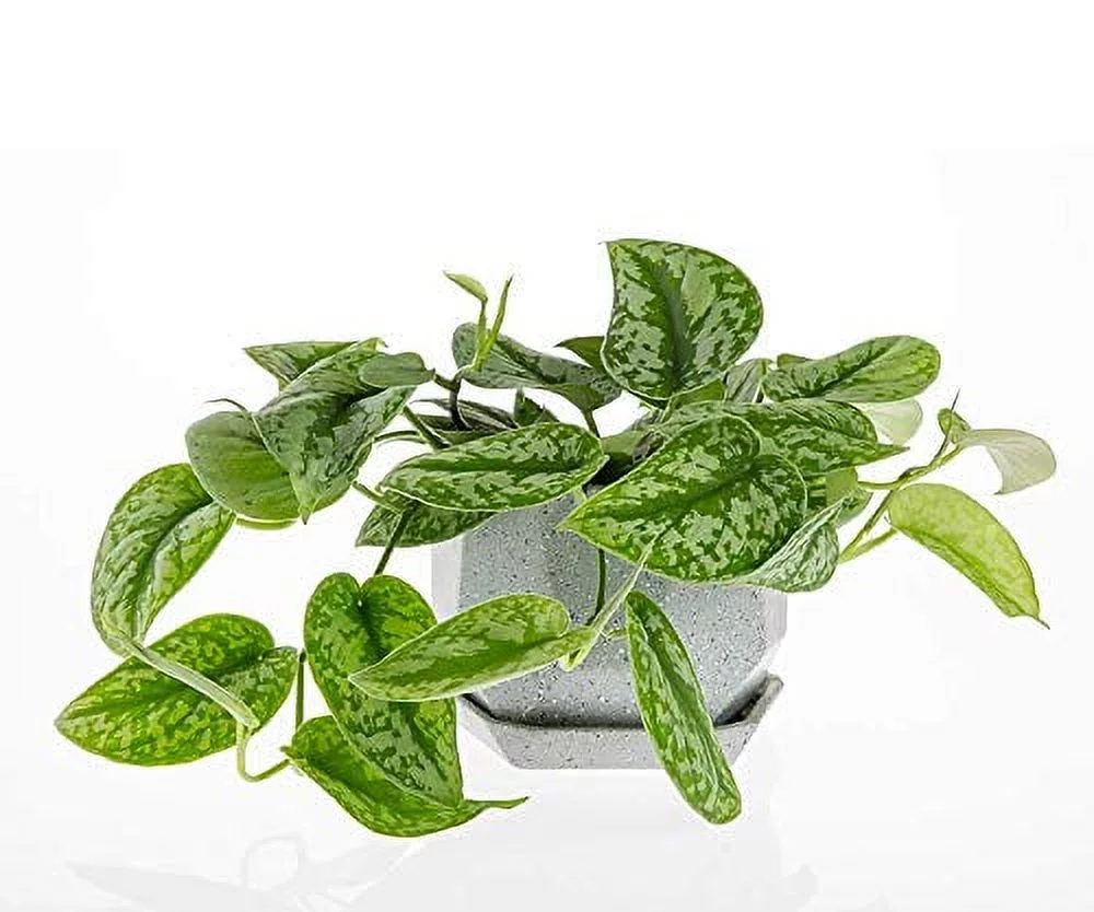 CBT Floral & Craft Polygon Ceramic Pots with Saucer for Plant (7