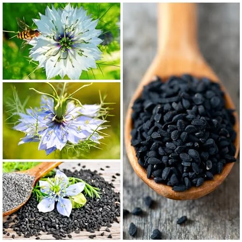 Seed Needs, Black Cumin Seeds - 800 Heirloom Seeds for Planting Nigella Sativa - Non-GMO & Untreated Medicinal Herb for Asthma, Headaches, Inflammation (2 Packs)