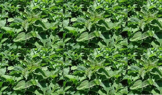 Mexican Seed quelite ( Amarantus spinusus)