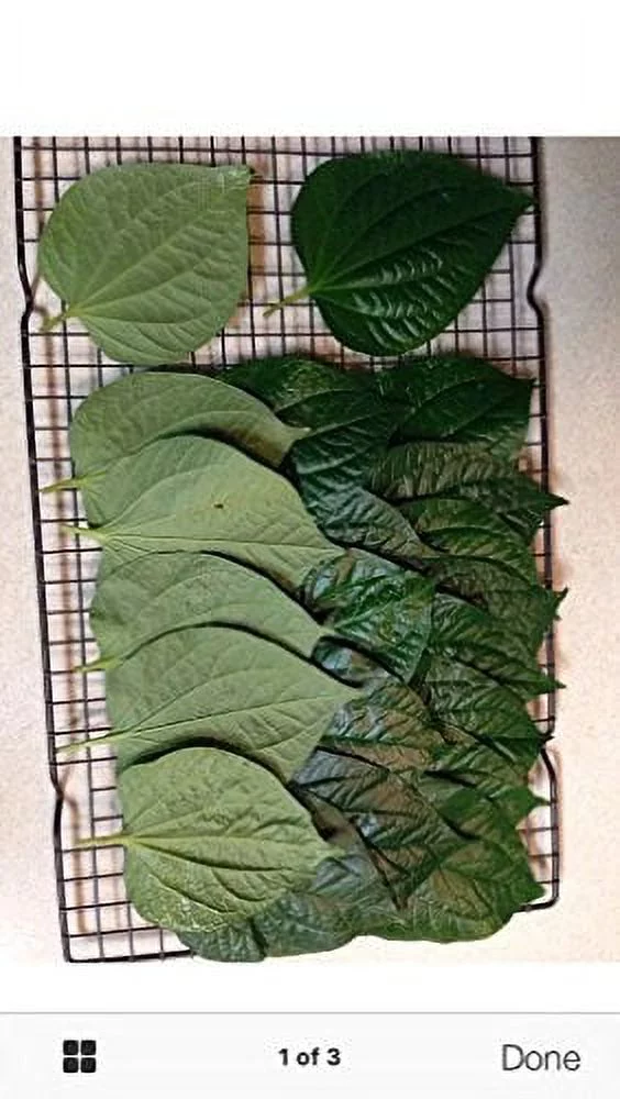 30 edible betel leaves - medium to large size