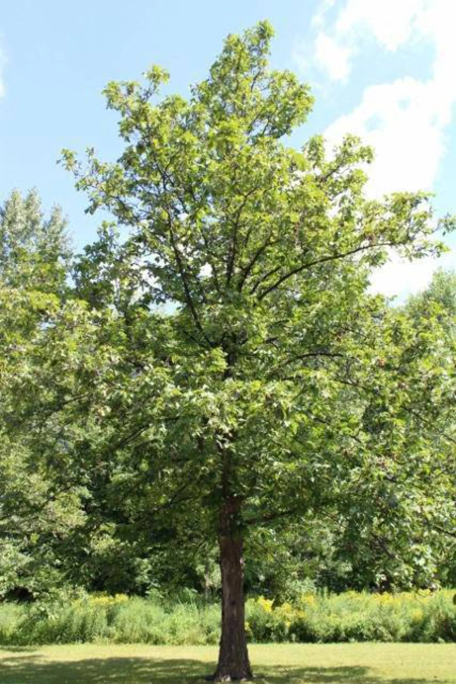 Hickory Tree Seedling (Shagbark)