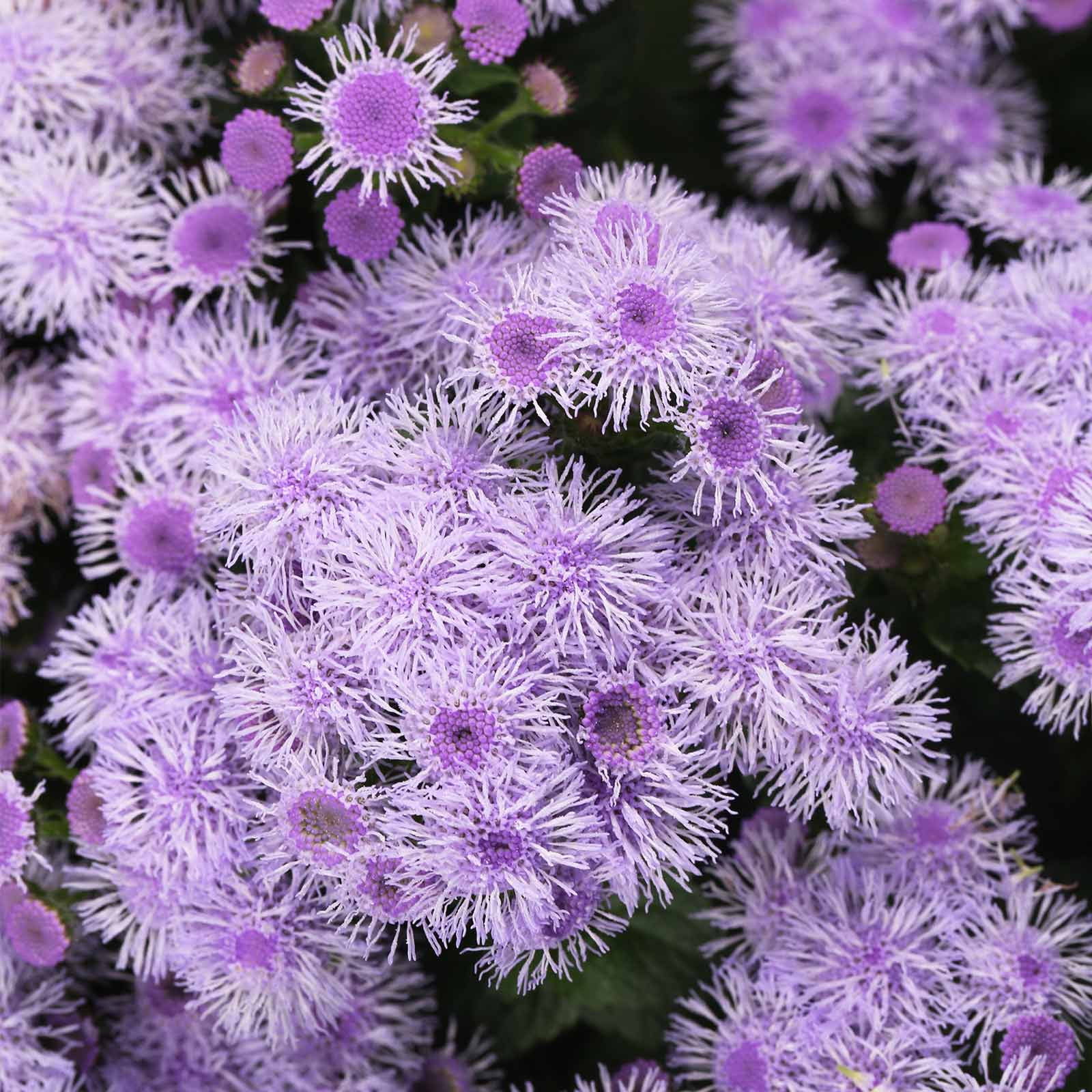 Ageratum - Blue Horizon Flower Garden Seeds - Approx 1000 Seeds - Ageratum houstonianum