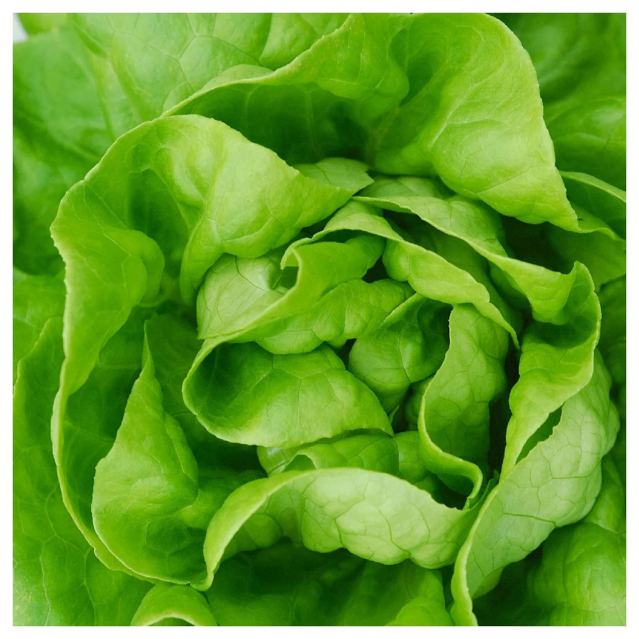 Everwilde Farms - 1000 White Boston Butterhead Lettuce Seeds - Gold Vault Jumbo Bulk Seed Packet