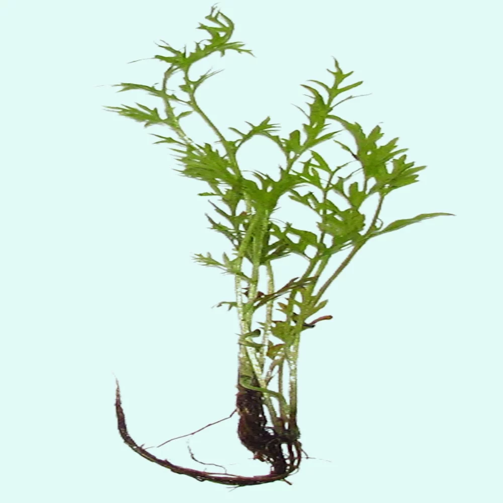 Water Sprite (Indian Fern) Large Live Aquarium Plants