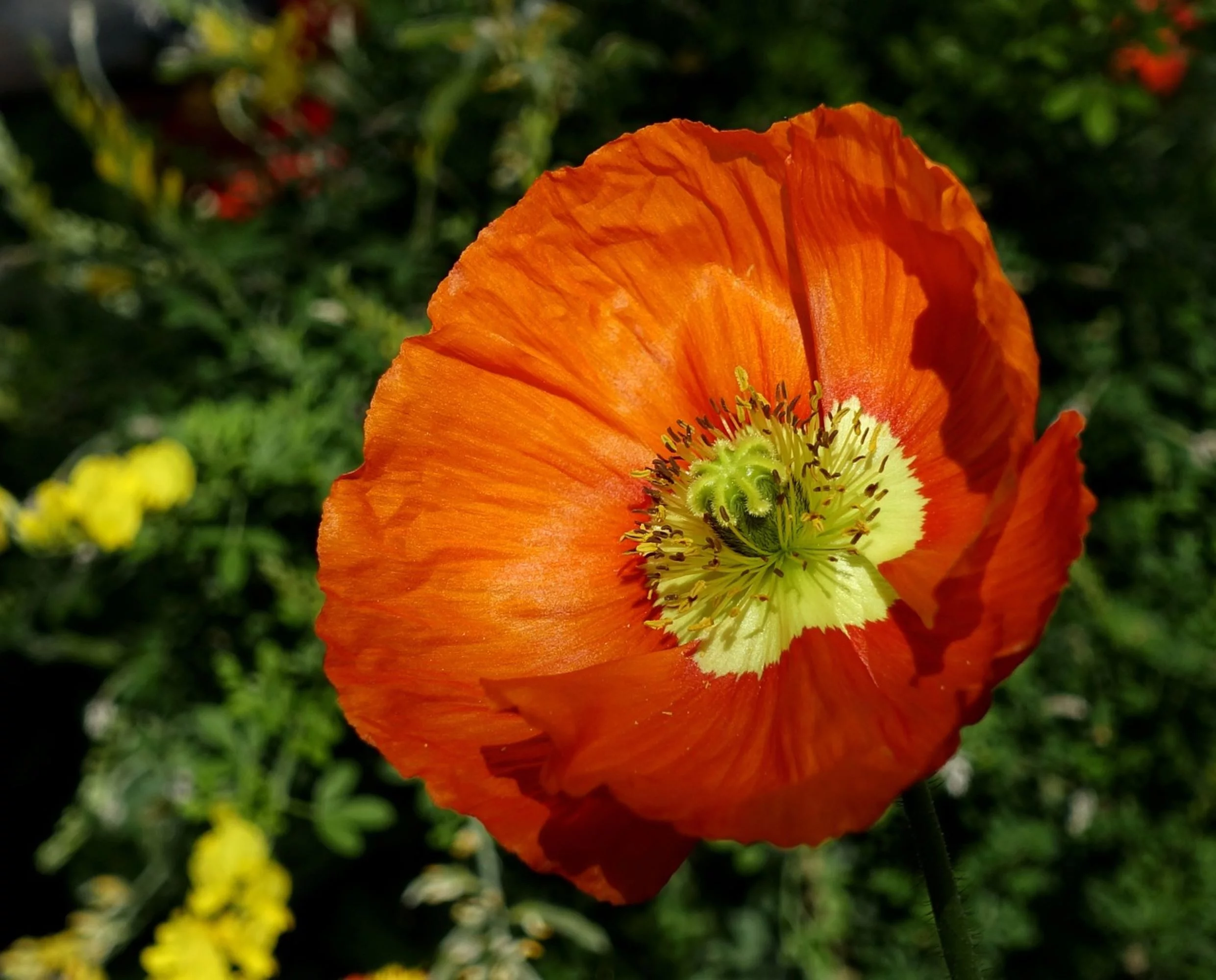 Red Shirley Corn Poppy Seeds/ Annual/ Full Sun/ 200K Seeds 1 oz/ Zellajake Farm and Garden - B83