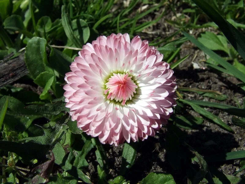 100 PINK ENGLISH DAISY Bellis Perennis Flower Seeds *Flat S/H
