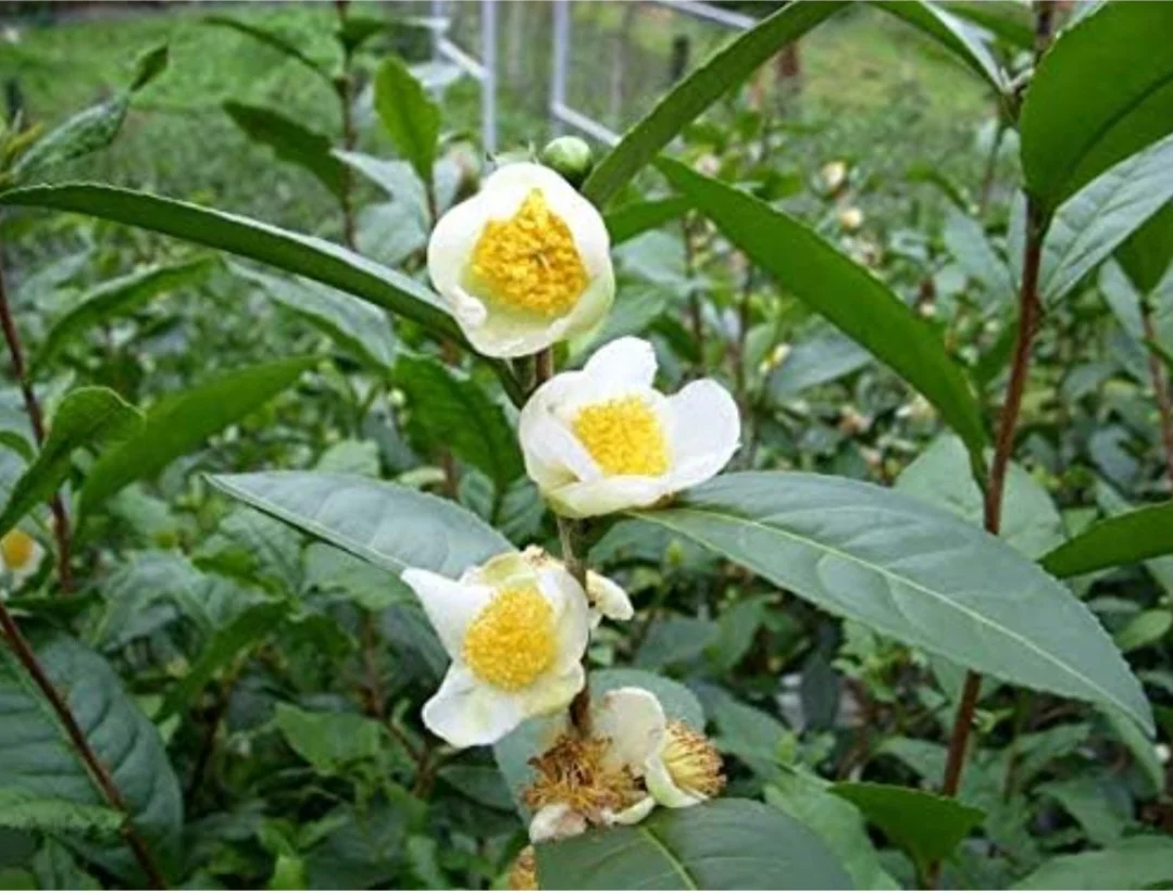 25 Camellia Seeds Camellia sinensis Chinese Green Tea Seeds Tea Plant Edible Flower