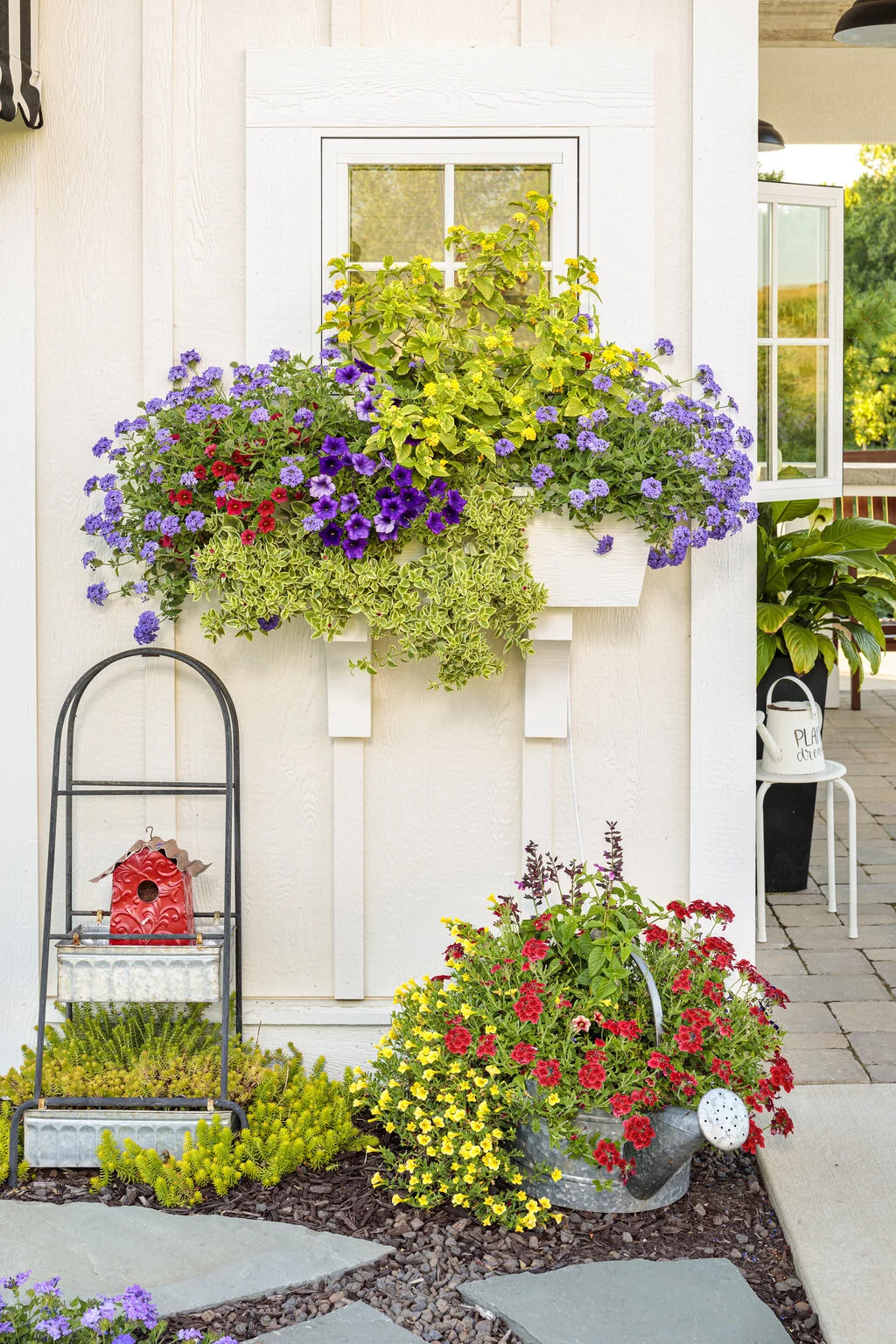 4.25 in. Eco+Grande, Mezoo Trailing Red Livingstone Daisy (Mesembryanthe) Live Plant, Red Flowers (4-Pack)