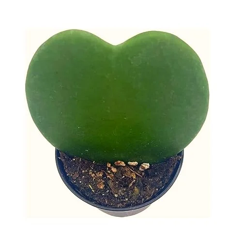BubbleBlooms Green Hoya Kerrii Heart in a 2 inch Pot Sweetheart Mother's Day Plant