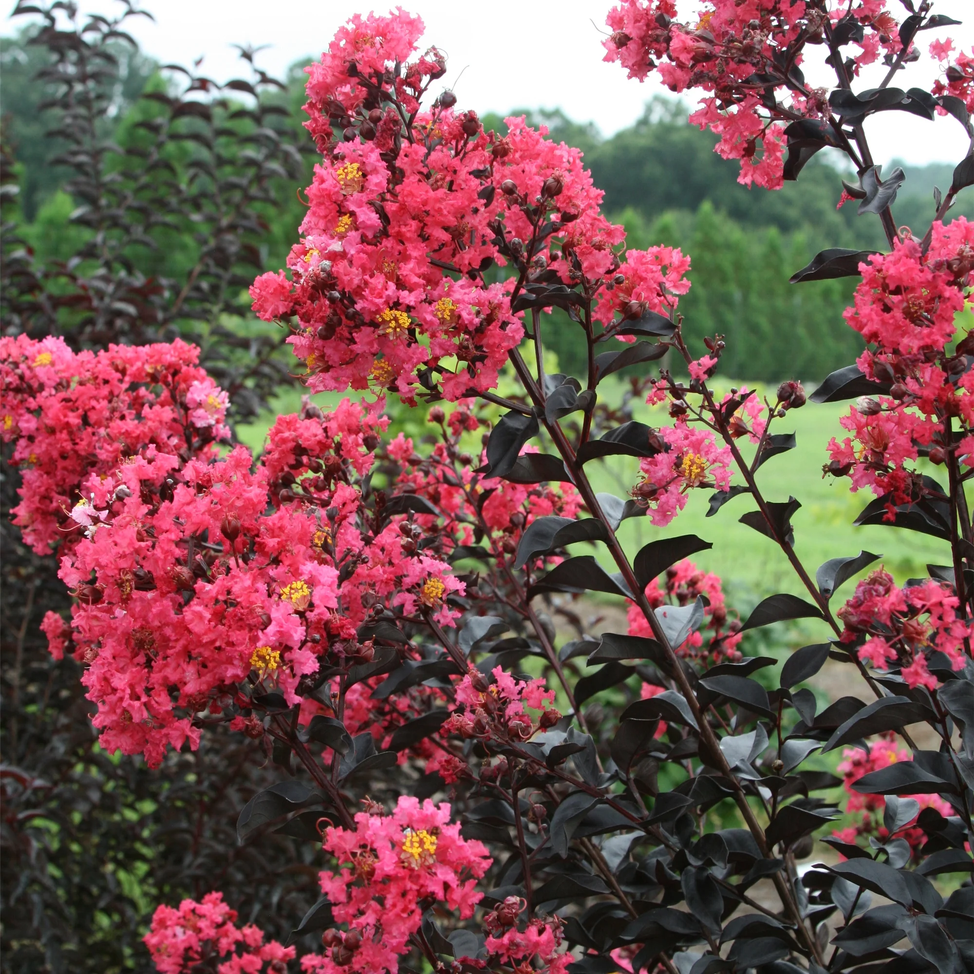 First Editions Midnight Magic Crape Myrtle Live Shrubs (2 Gallon)