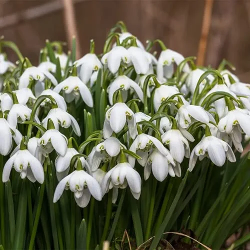 CHUXAY GARDEN Galanthus-Snowdrop 200 Seeds Hardy Flowering Plant Striking Landscaping Plant Grows in Just Weeks