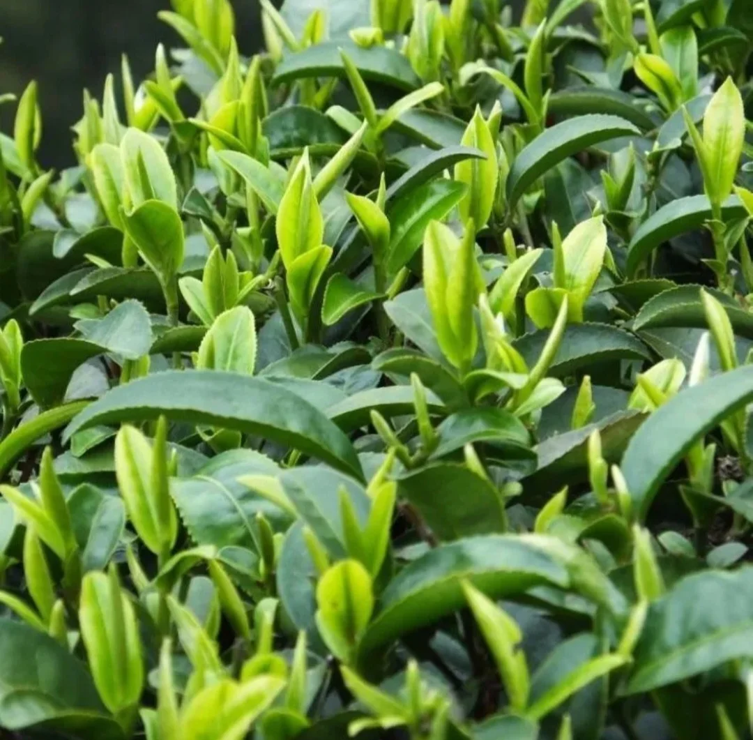 25 Camellia Seeds Camellia sinensis Chinese Green Tea Seeds Tea Plant Edible Flower