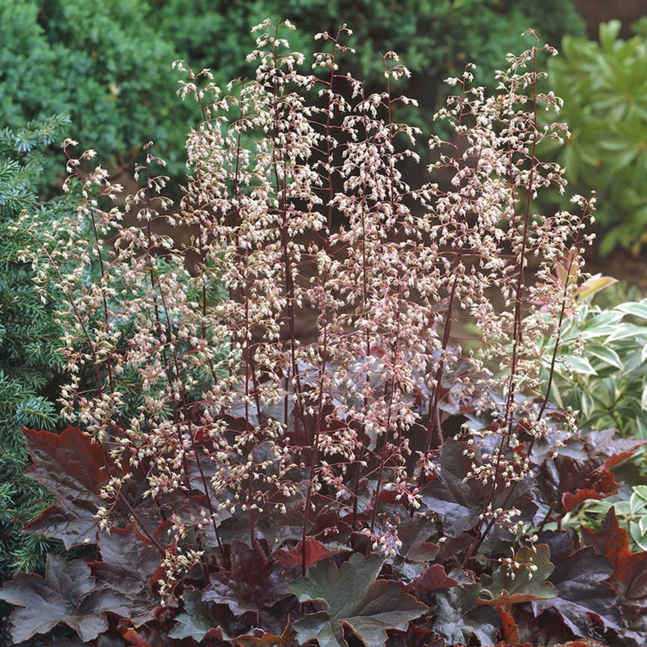 Van Zyverden Heuchera Purple Palace Set of 5 Plant Roots White Partial Sun Flowering 1 lb