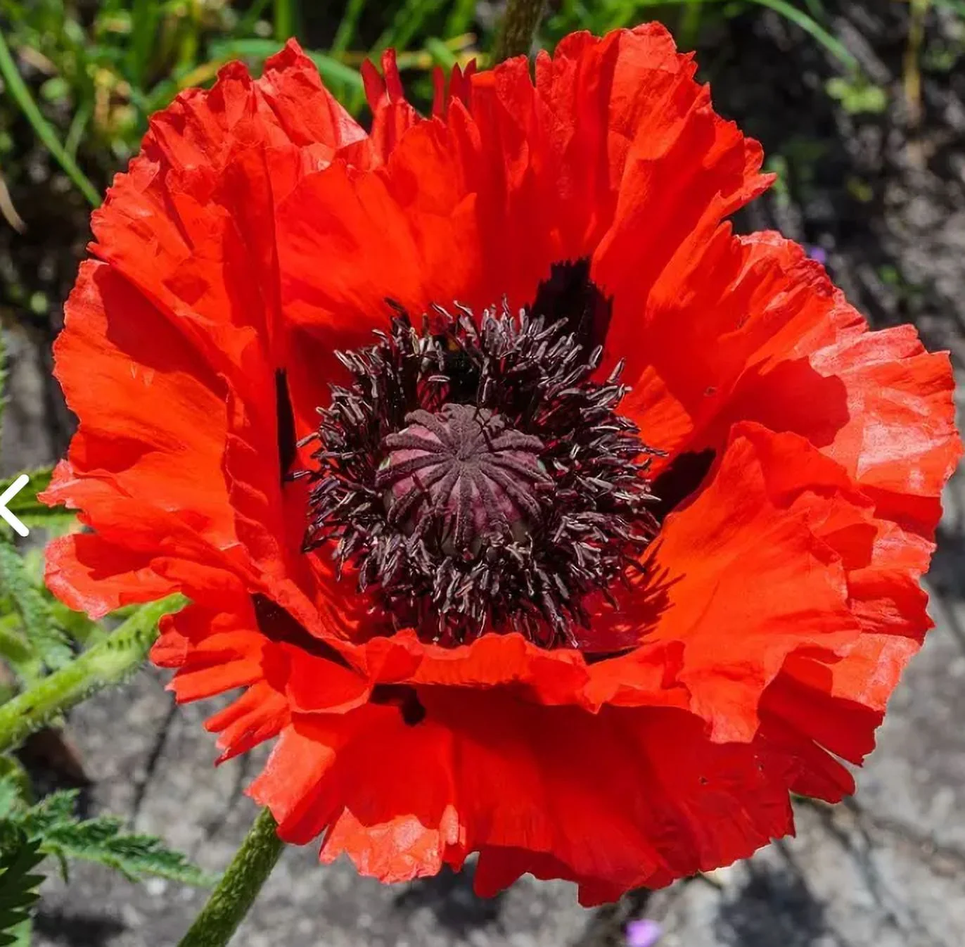 Poppy RED ORIENTALE 500 Seeds