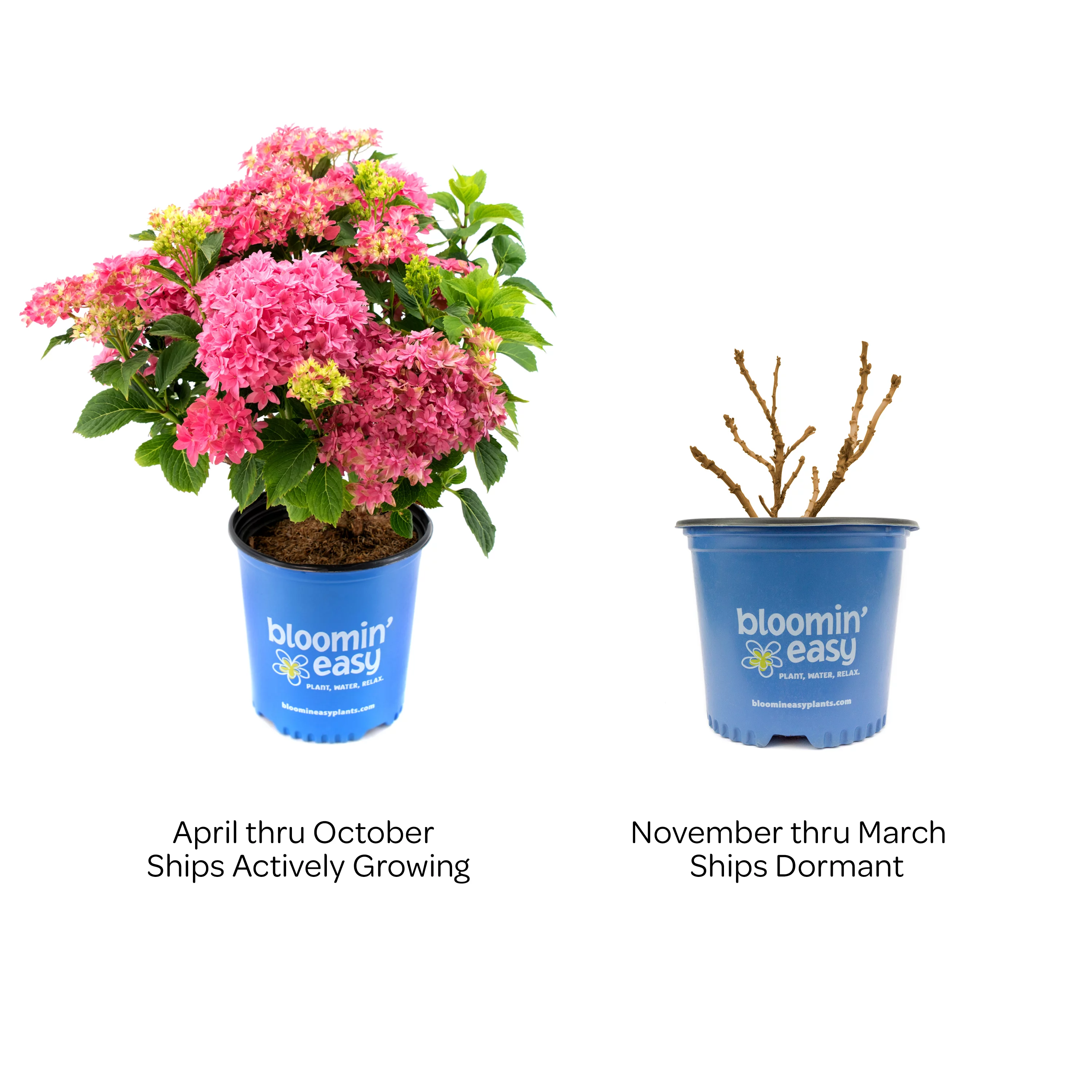 2 gal. Starfield Bigleaf Hydrangea (Macrophylla) Live Shrub, Pink Flowers