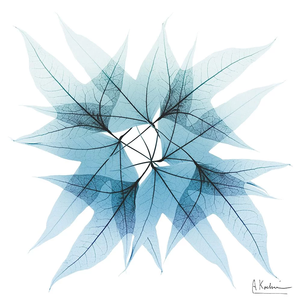 Koetsier, Albert 20x20 Black Ornate Wood Framed with Double Matting Museum Art Print Titled - Iced Trident Maple