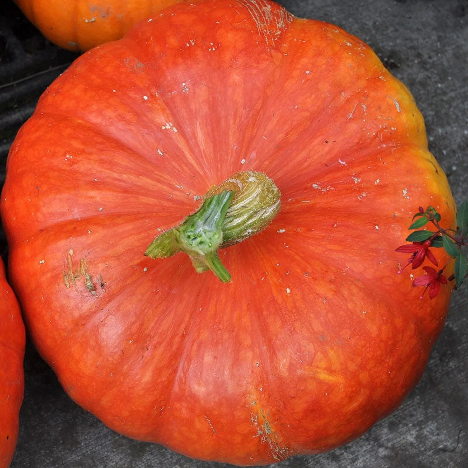 Eden Brothers Pumpkin Seeds - Cinderella Non-GMO Seeds for Planting, 1 Pound | High-Yielding, Fast Growing Vegetable Seeds, Plant During Warm Season, Zones 3, 4, 5, 6, 7, 8, 9, 10