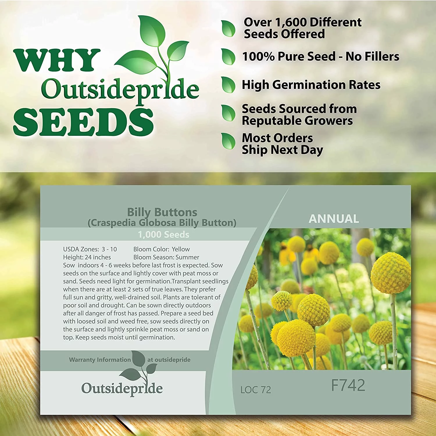 Outsidepride Craspedia Globosa - 2000 Seeds
