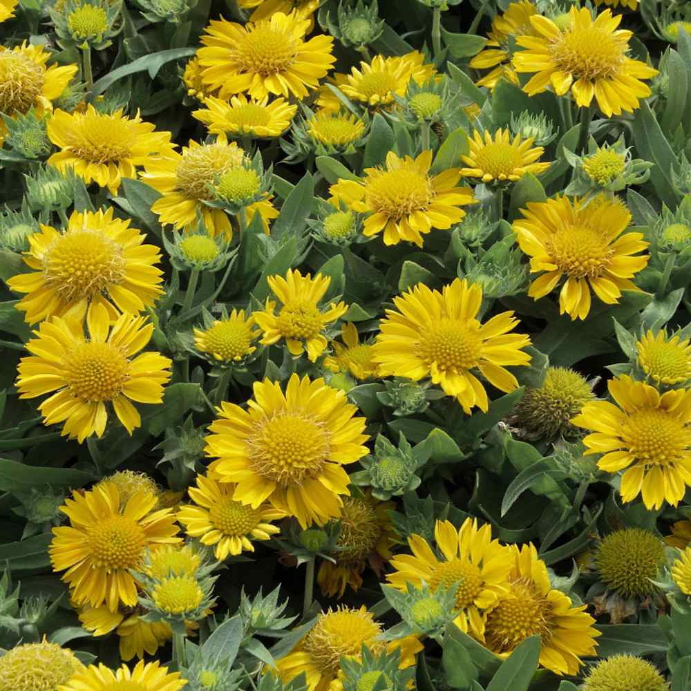 Outsidepride Gaillardia Aristata Aurea Pura - 2000 Seeds