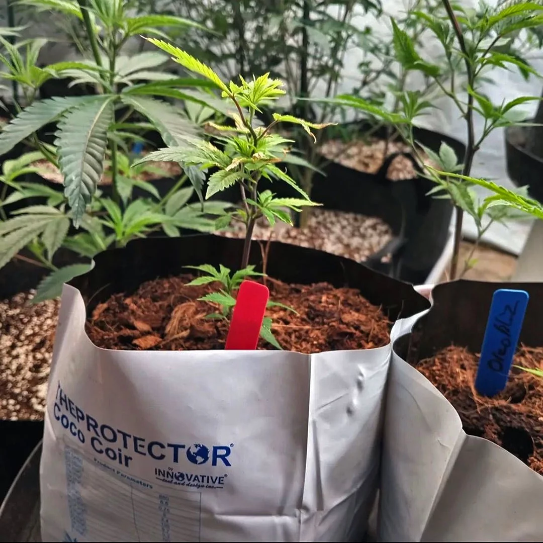 COCO COIR 7 GAL. NAKED BLOCK / COMPRESSED COCO COIR, GROW MEDIA, Fabric pot included (Gift)