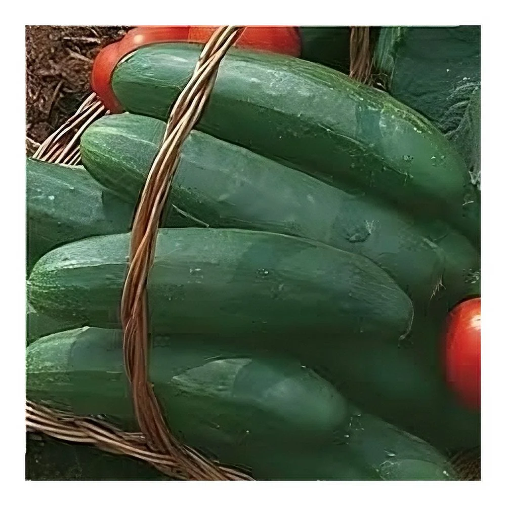Cucumber Bush Crop Great Heirloom Vegetable 10 Seeds