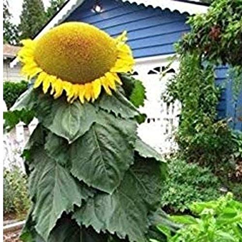 Biggest Sunflower in The World 20 Seeds to Grow Mongolian Sunflower Seeds Huge 18 Inch Flowers