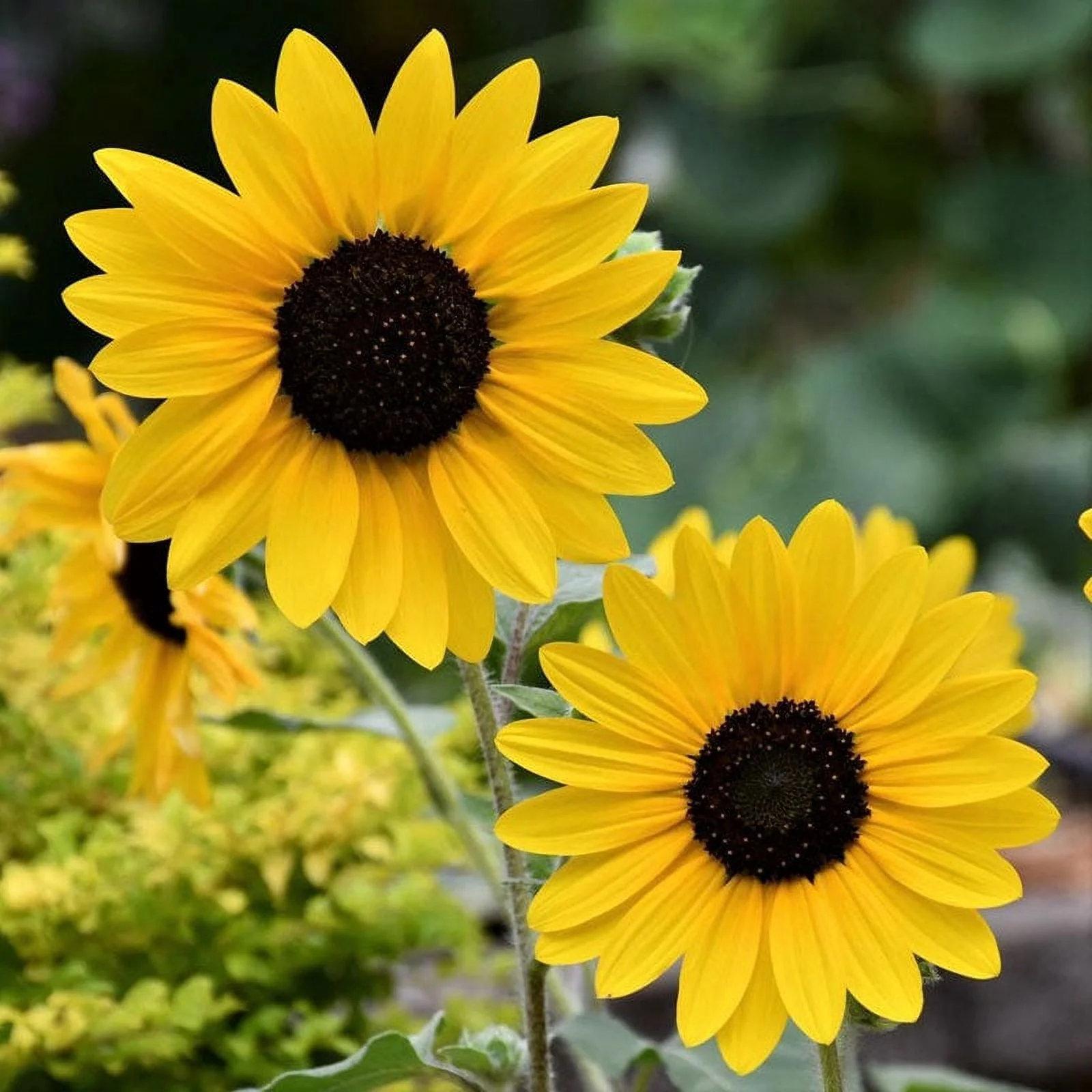 Sunflower Seeds - Henry Wilde - 1/4 Pound - Yellow Flower Seeds,  Heirloom Seed, Open Pollinated Seed  Attracts Bees, Attracts Butterflies, Attracts Pollinators, Easy to Grow & Maintain, Edible