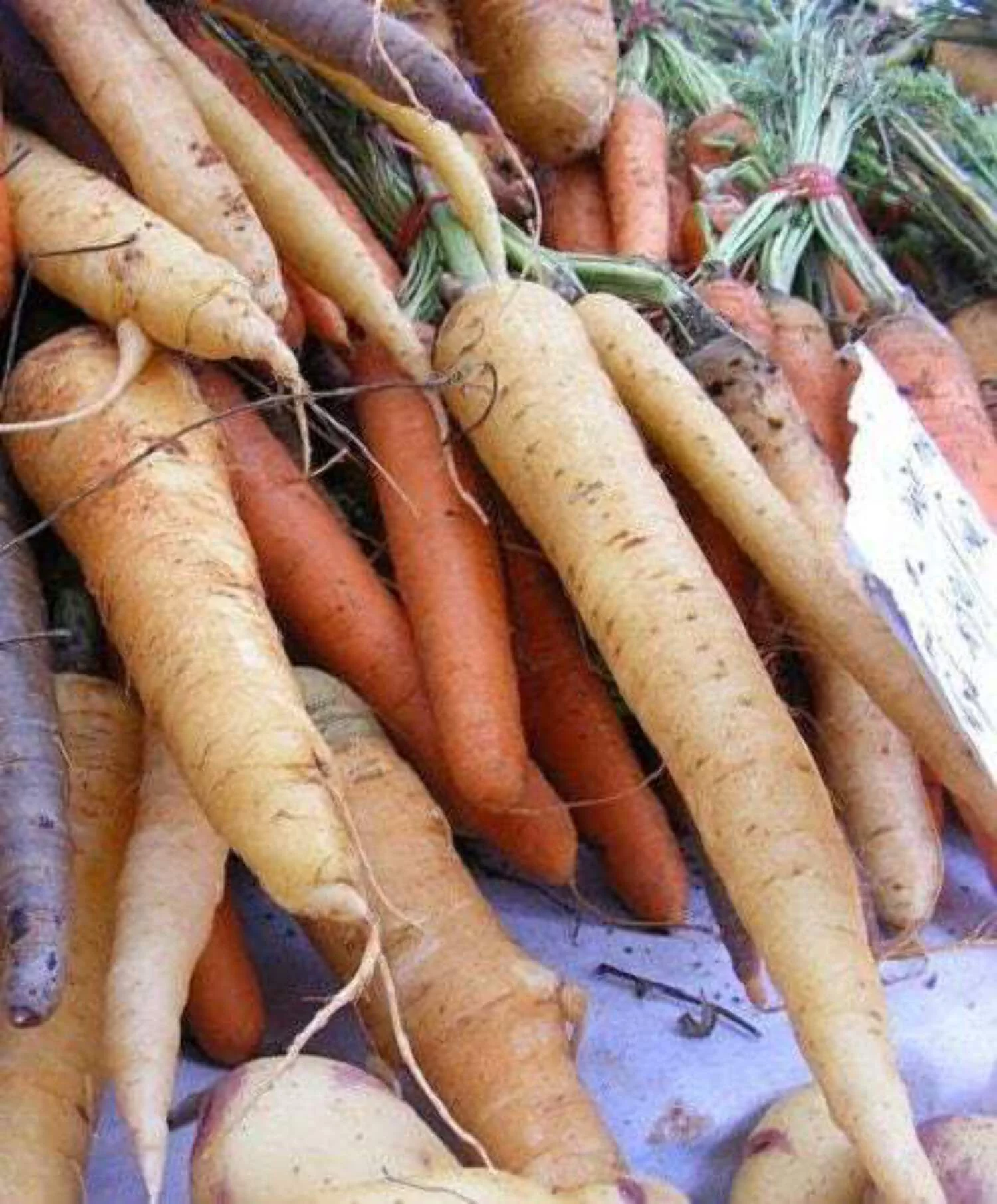 500 SNOW WHITE CARROT Daucus Carota Root Vegetable Seeds