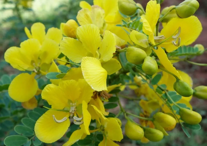Cassia auriculata | Matura Tea Tree | Ranawara | Avaram Senna | 10_Seeds
