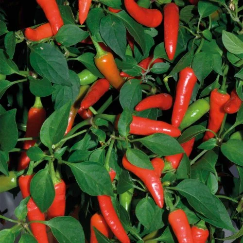 Clovers Garden Super Chili Hot Pepper Plant - Two (2) Live Plants – Non-GMO - Not Seeds – Each 4