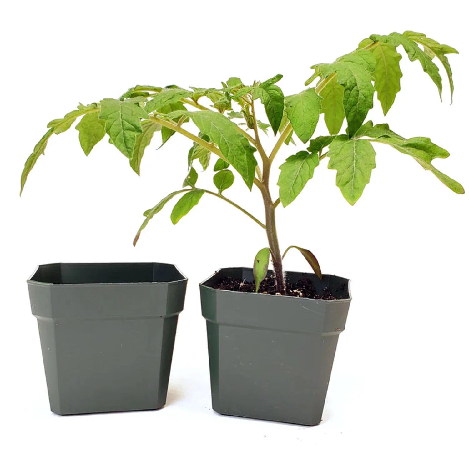 Kord 3-1/2 Square Plastic Pot