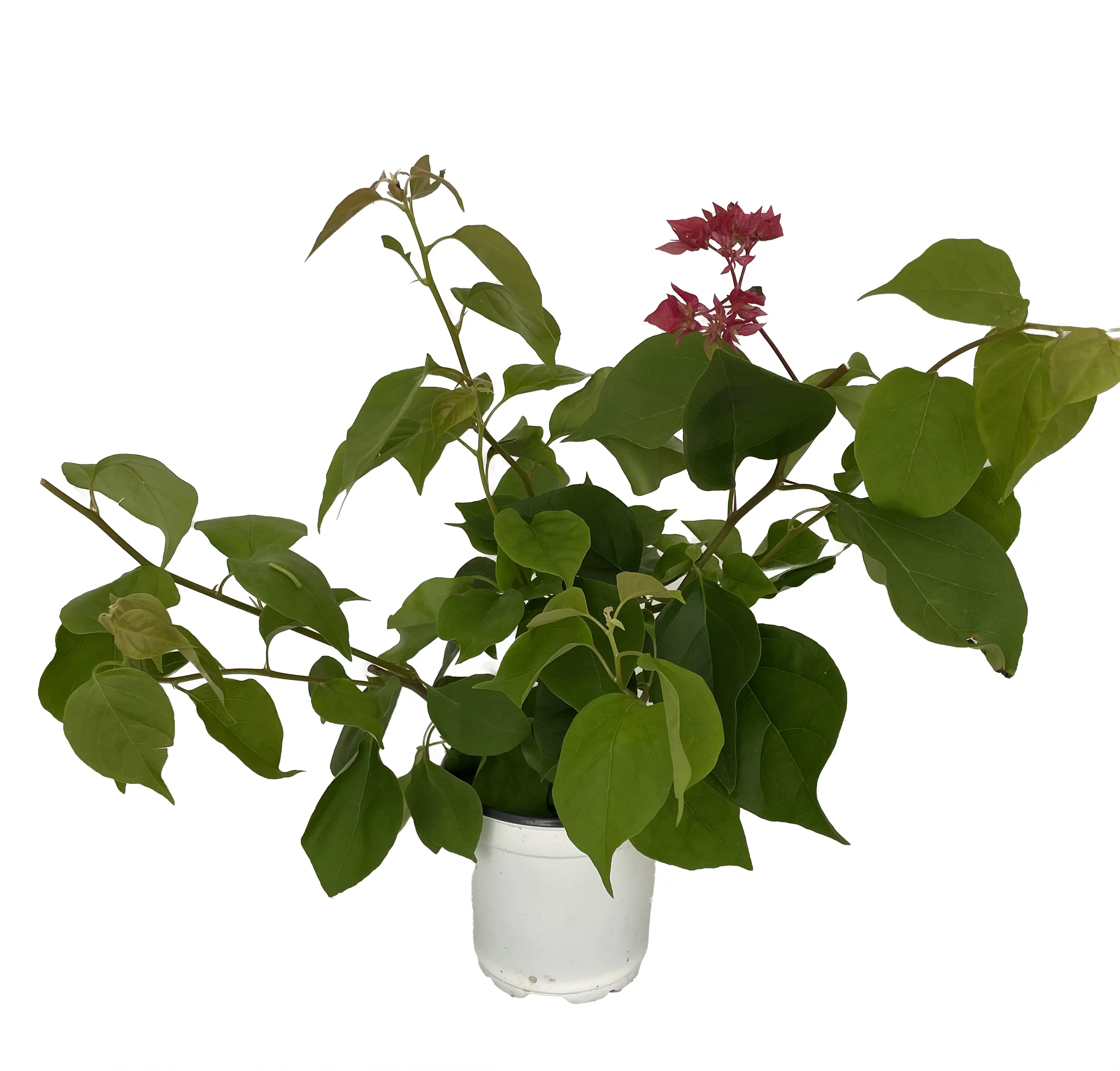 Grower's Choice Bougainvillea - Everblooming - Indoors/Outdoors/Patio - 4