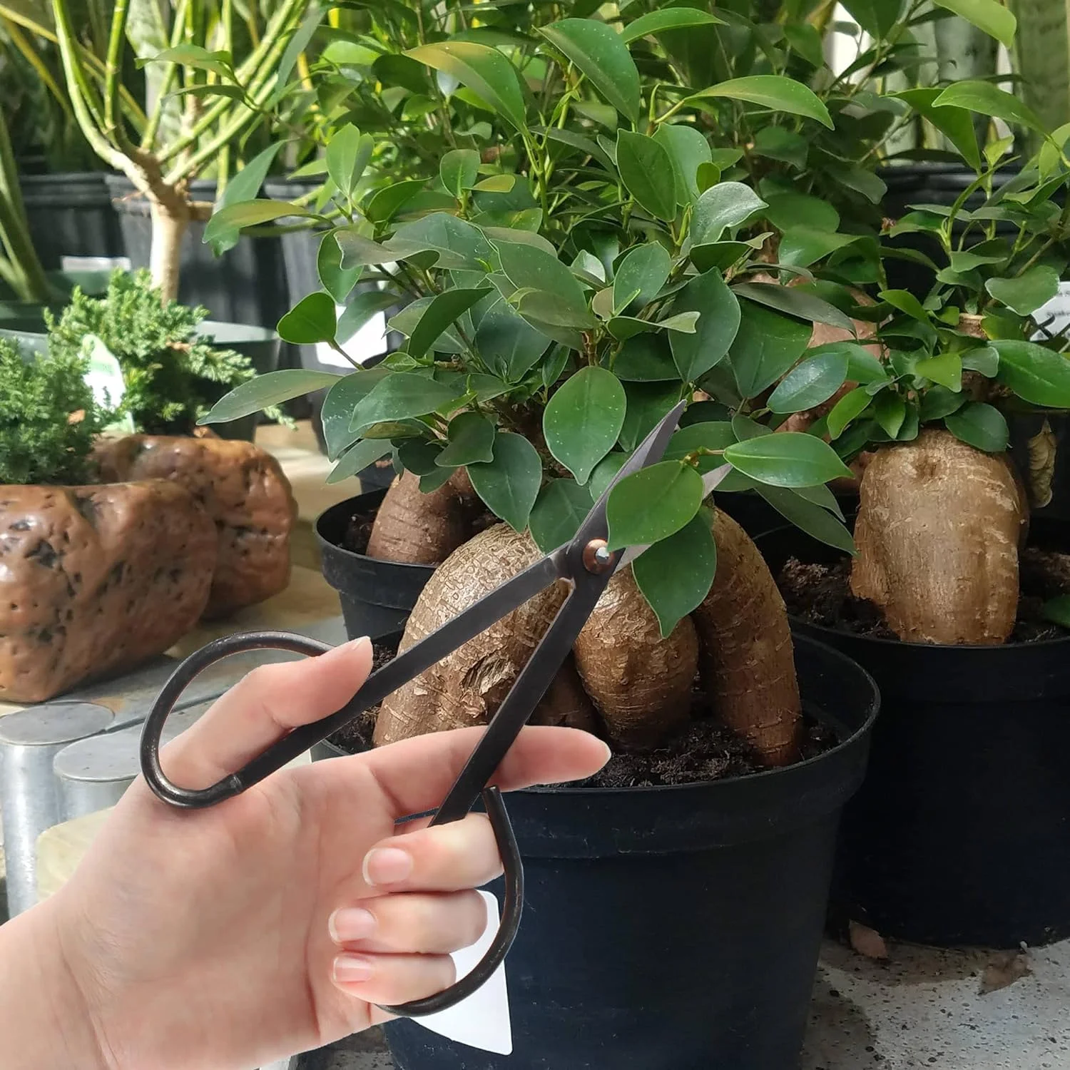 Bonsai Basics Set - 8