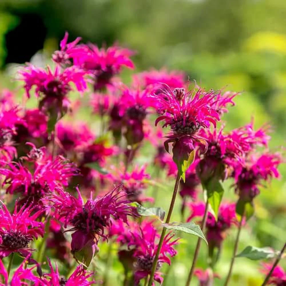 CHUXAY GARDEN Monarda 'Balmy Pink',Pink Bee Balm Seed,Bergamot 100 Seeds Perennial Flowering Plant Attract Butterflies and Hummingbirds Beautiful Potted Plants