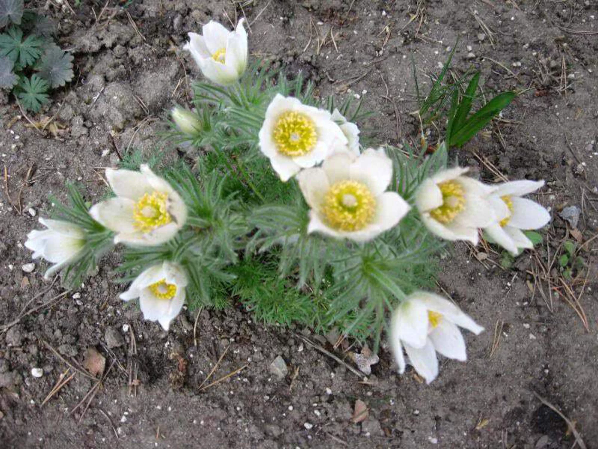 25 WHITE ANEMONE Pulsatilla Vulgaris PASQUE flower Seeds