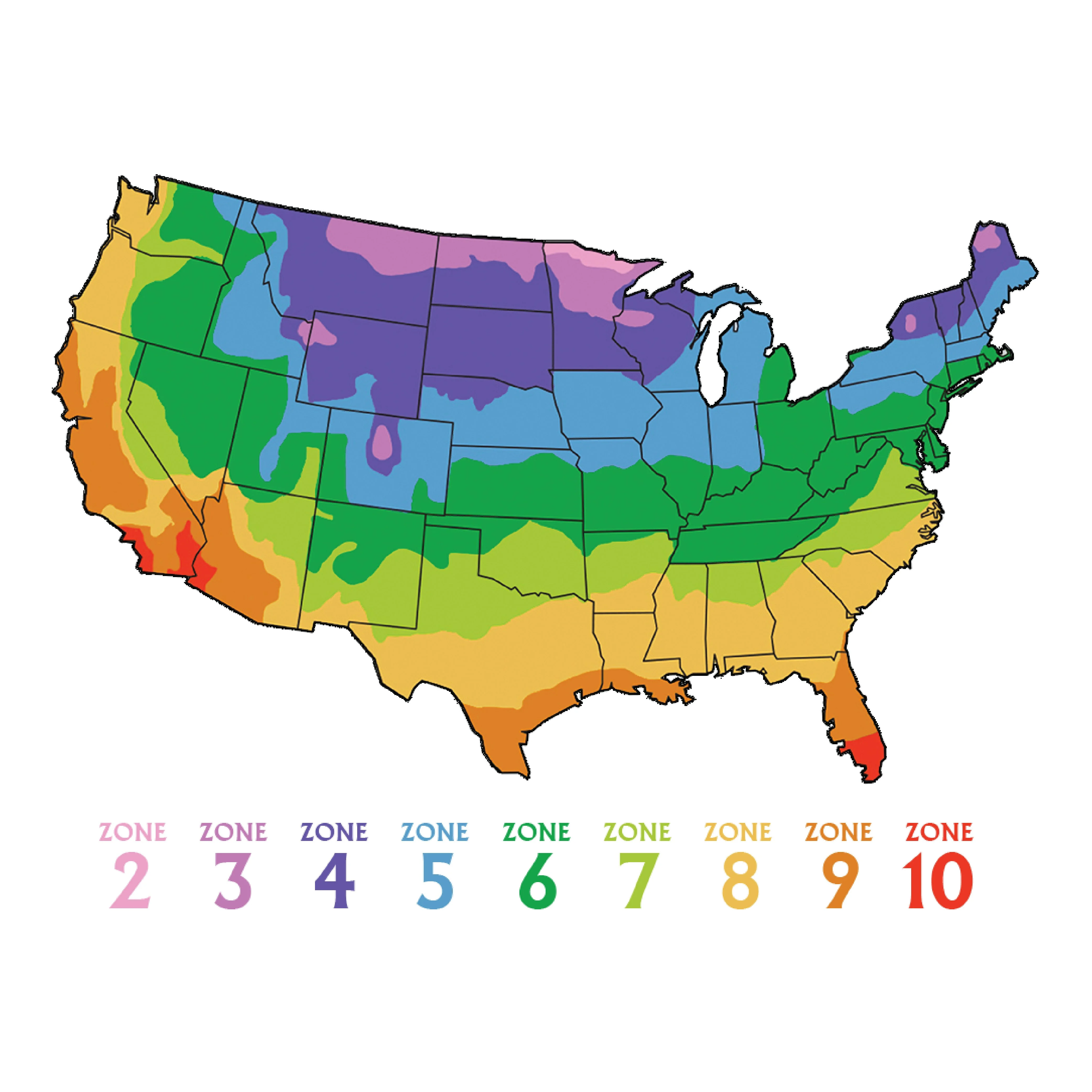 American Seed 1G Radish Black Spanish Plant Seeds Full Sun